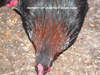 45171_black_copper_marans015a.jpg