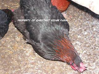 45171_black_copper_marans016a.jpg
