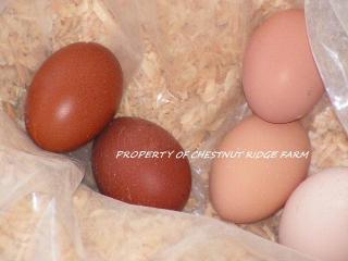 45171_black_copper_marans045a.jpg