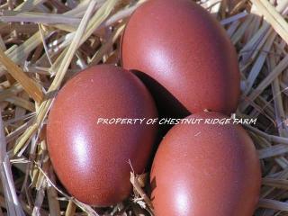 45171_black_copper_marans054a.jpg