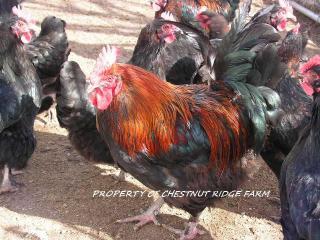 45171_black_copper_marans056a.jpg