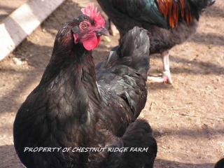 45171_black_copper_marans057a.jpg