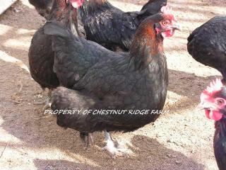 45171_black_copper_marans061a.jpg