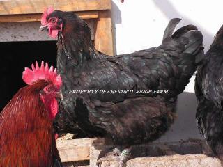 45171_black_copper_marans069a.jpg