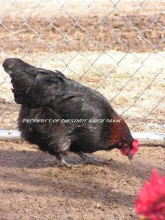 45171_black_copper_marans071a.jpg