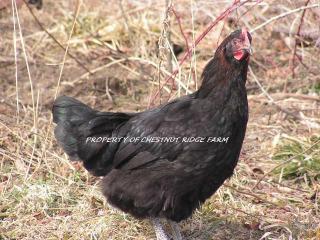 45171_black_copper_marans082a.jpg