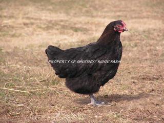 45171_black_copper_marans088a.jpg