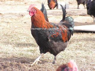 45171_black_copper_marans089a.jpg
