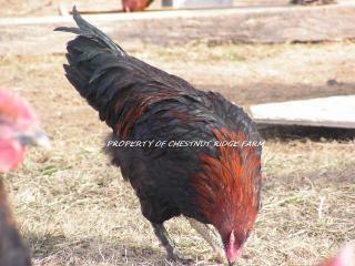 45171_black_copper_marans090a.jpg