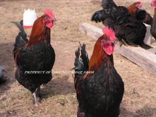45171_black_copper_marans092a.jpg