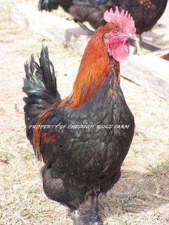 45171_black_copper_marans094a.jpg