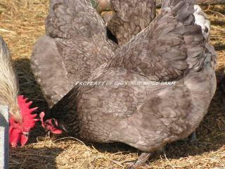 45171_blue_marans004a.jpg