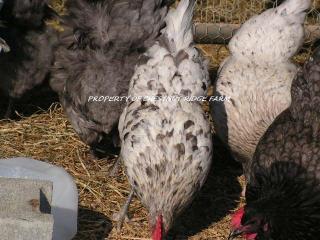 45171_blue_marans005a.jpg