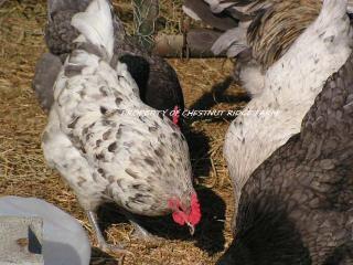 45171_blue_marans006a.jpg