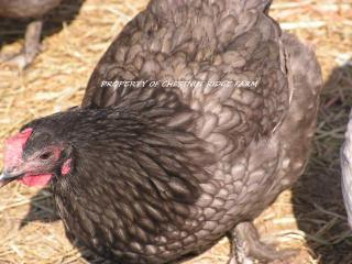 45171_blue_marans008a.jpg