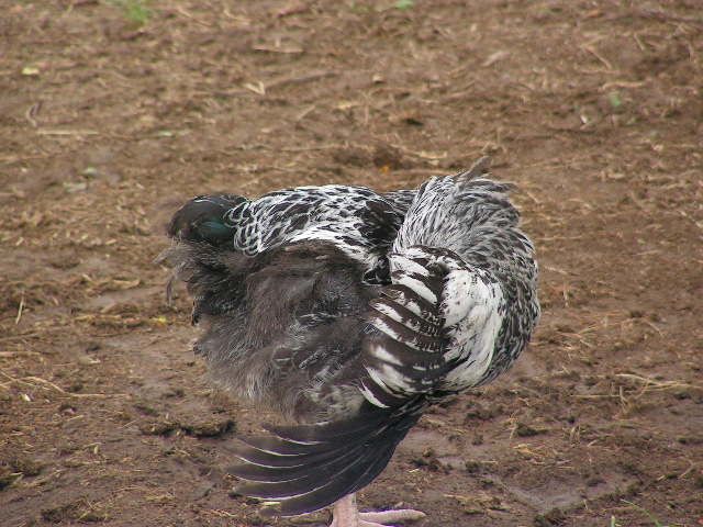 45171_preening_silver_roo.jpg