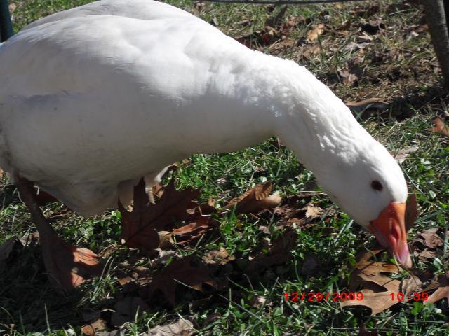 45194_cimg0134.jpg
