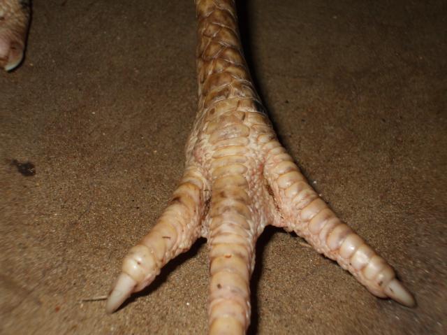 45222_chicken_feet_mites_005.jpg