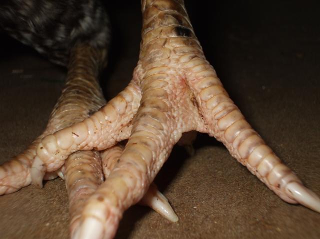 45222_chicken_feet_mites_008.jpg