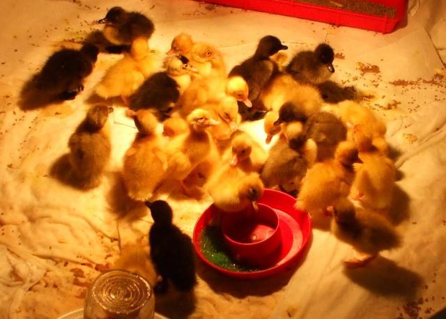 45222_chicken_pics_0292.jpg