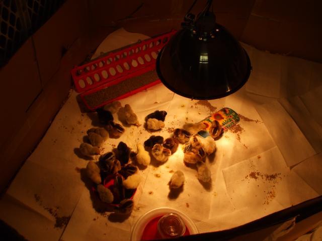 45222_chicken_pics_030.jpg