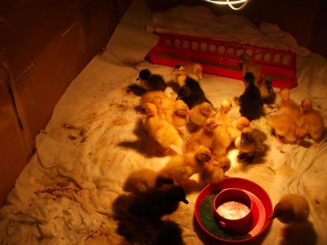 45222_chicken_pics_031.jpg