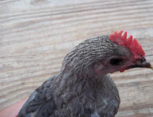 45258_blbirchen_roo.jpg