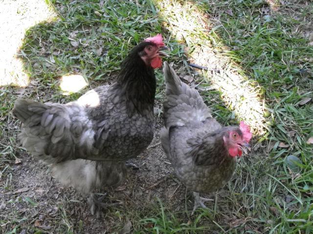 45258_imgp0186.jpg