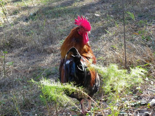 45258_imgp0499.jpg