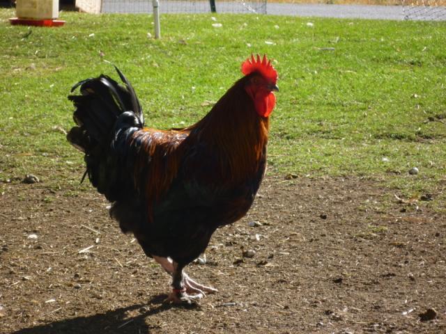 45279_p1030355.jpg