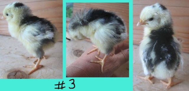 45296_chick_no_3.jpg