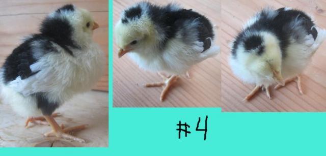 45296_chick_no_4.jpg