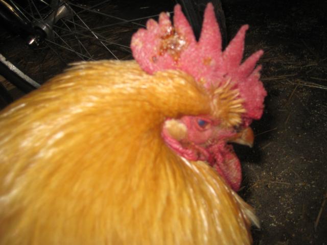 45319_img_2035.jpg