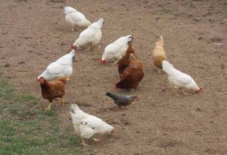 45346_the_whole_flock_01_byc.jpg