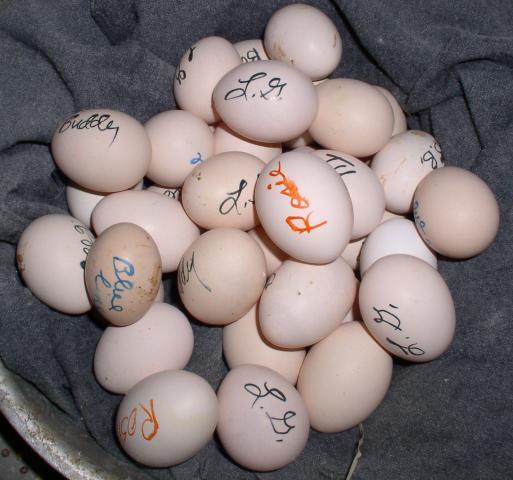 45378_eggs_006.jpg
