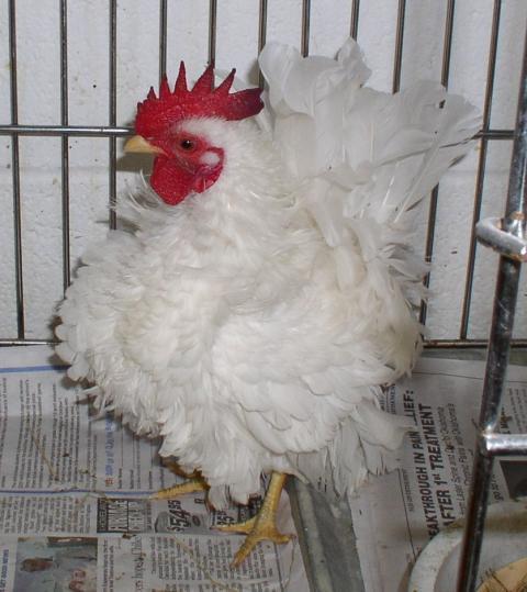 45378_frizzle_006.jpg