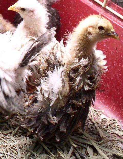 45378_frizzle_1_13_11_029.jpg