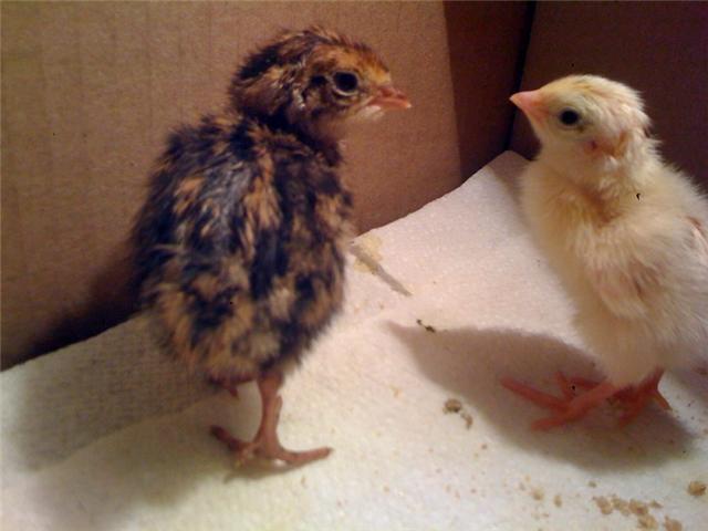 45389_coturnix_chicks.jpeg