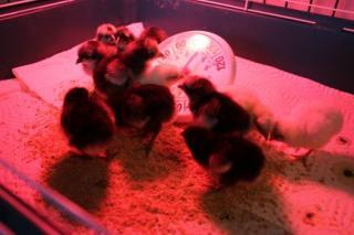 45425_12_andalusian_chicks_1-1-2011.jpg