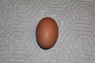 45425_1st_welsummer_egg_10-26-2010.jpg