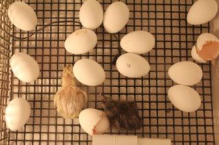 45425_2_chicks_n_9_pipped_at_7_15_am_on_12-31-2010.jpg