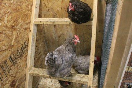 45425_2_cuckoo-2_blue_marans_6-27-2011.jpg