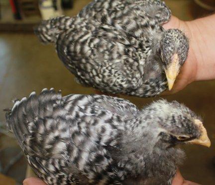 45425_2_cuckoo_marans2_chicks_8-27-2011-crop.jpg