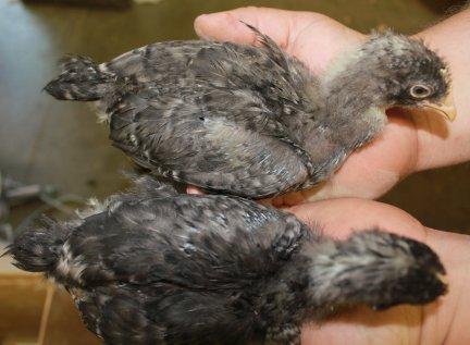 45425_2_cuckoo_maransless_barred2_chicks_8-27-2011-crop.jpg