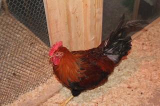 45425_82_orange-welsummer_-_male_1-30-2011.jpg