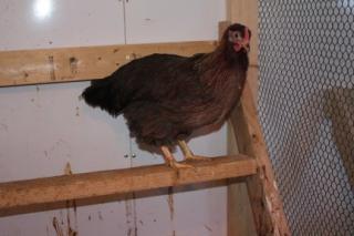 45425_85_orange-_welsummer-_pullet_1-30-2011.jpg