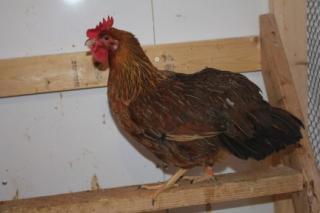 45425_86_orange-_welsummer-_hen_1-30-2011.jpg