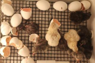 45425_9_andalusian_chicks_hatched_by_3_pm_on_12-31-2010.jpg