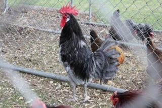 45425_andalusian_rooster_11-1-2010.jpg