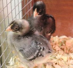 45425_baby_cuckoo_marans_chicks_9-16-2011-crop.jpg